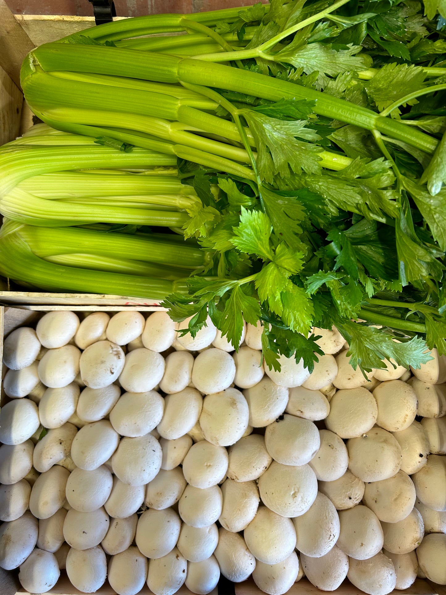 Funghi prataioli