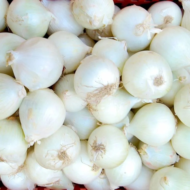 Cipolla Bianca