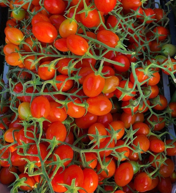 Pomodorini Datterini Rossi