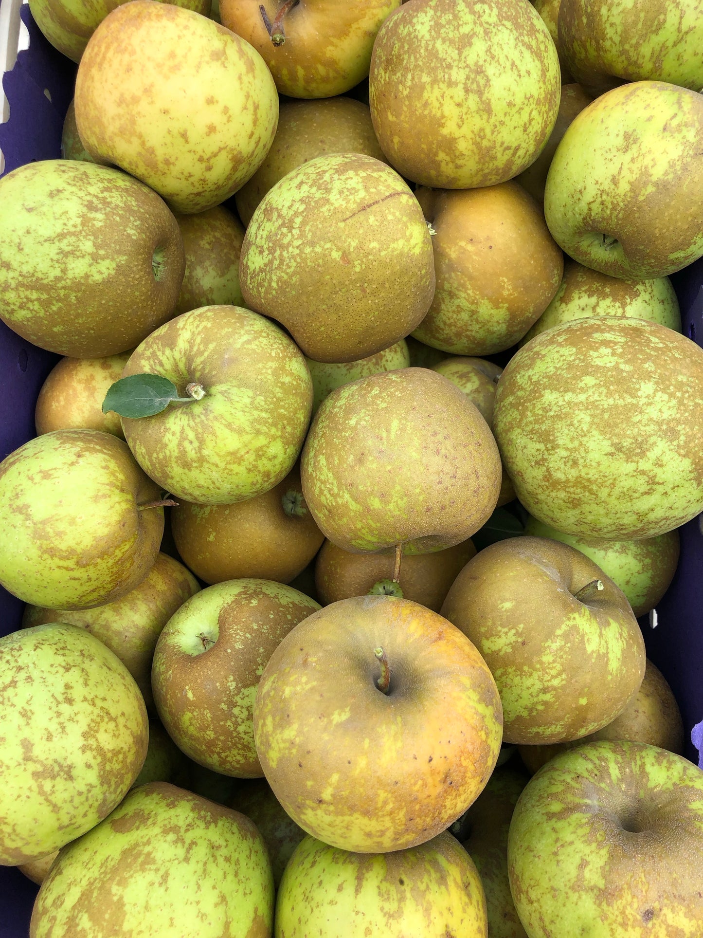 Mele Golden ruggine