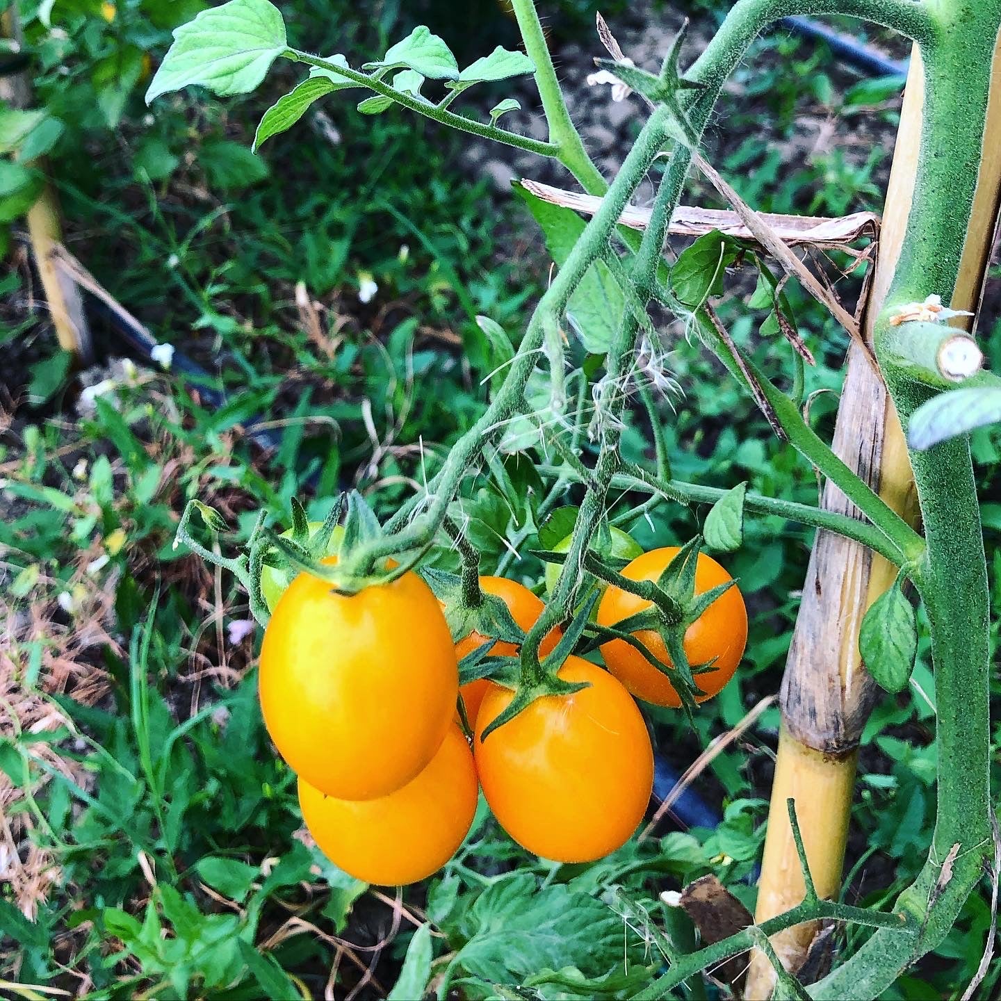 Pomodori Datterini Gialli