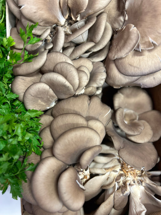 Funghi pleorotus