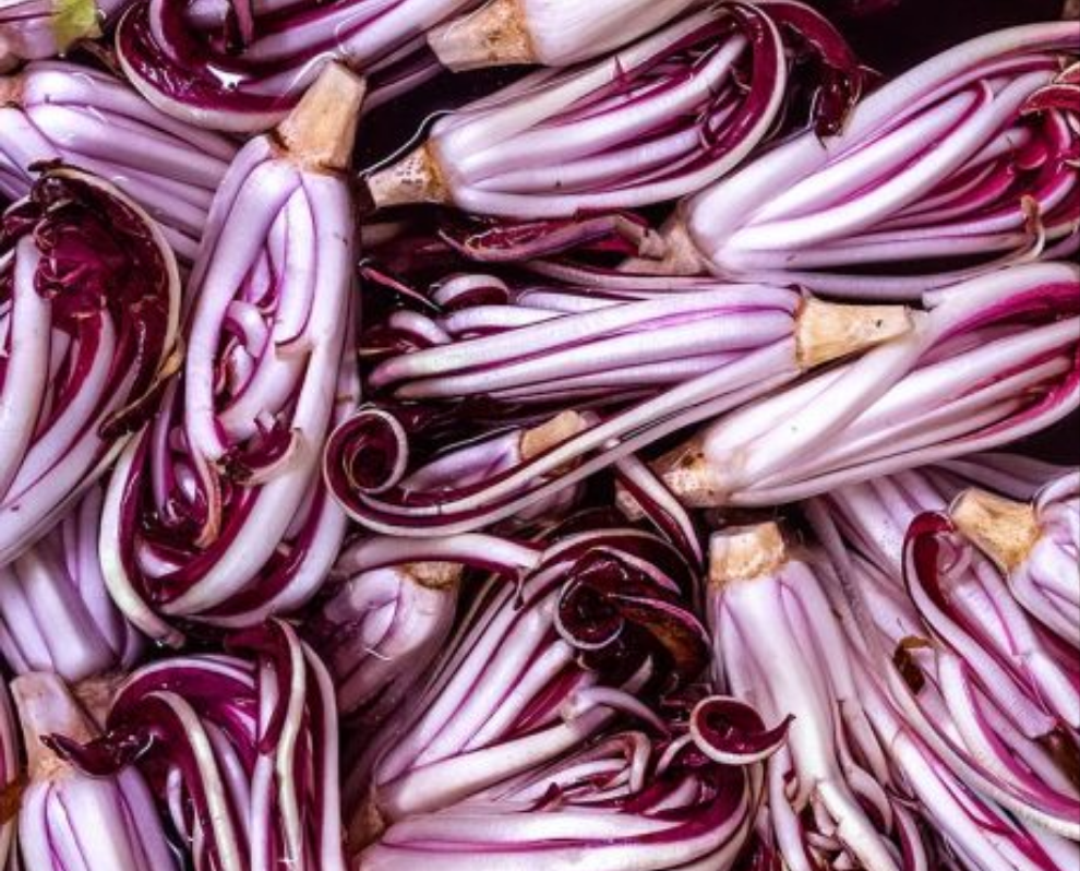 Radicchio Tardivo