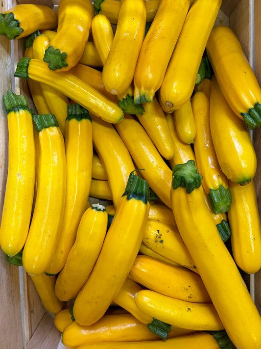 Zucchine gialle