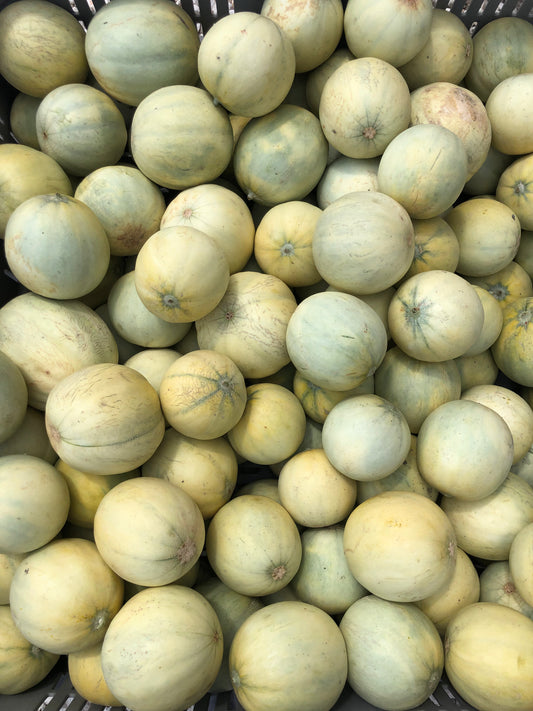 Melone Liscio