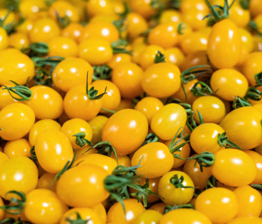 Pomodori Datterini Gialli