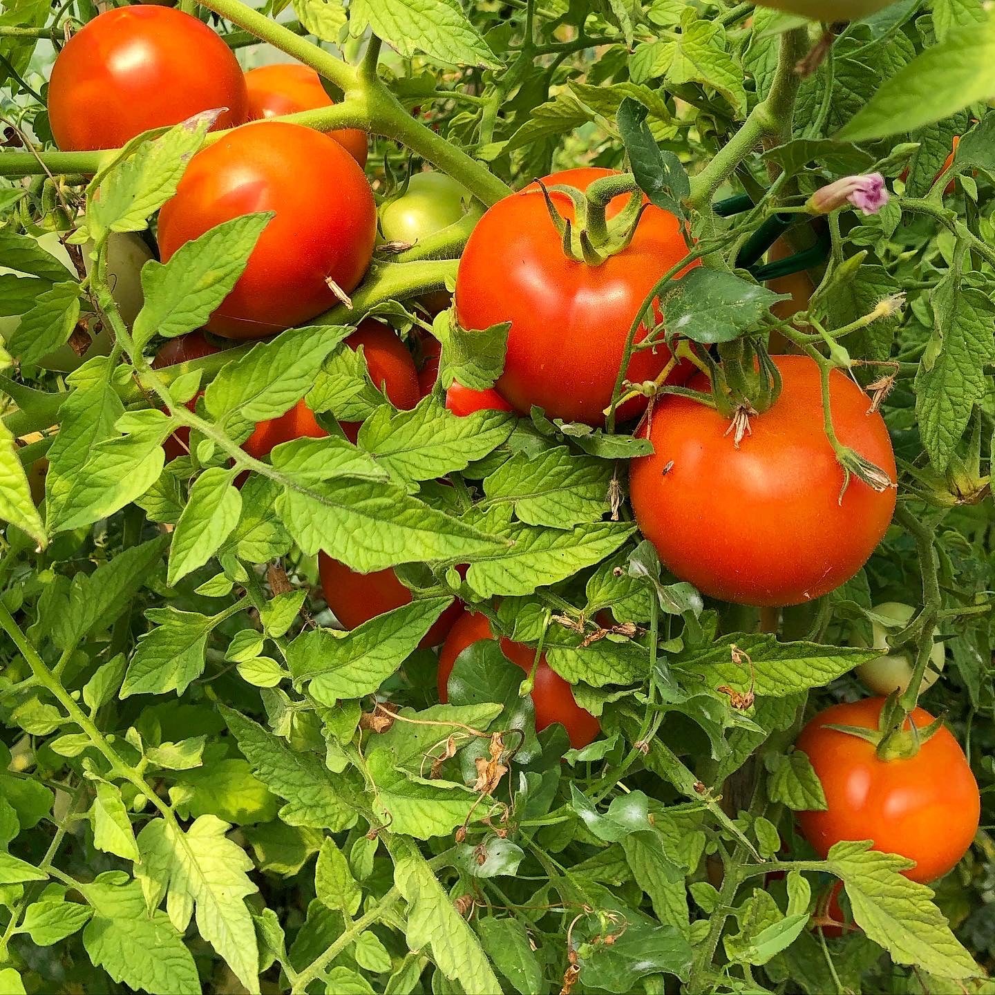 Pomodoro grappolo