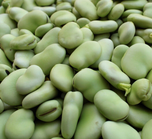 Fava