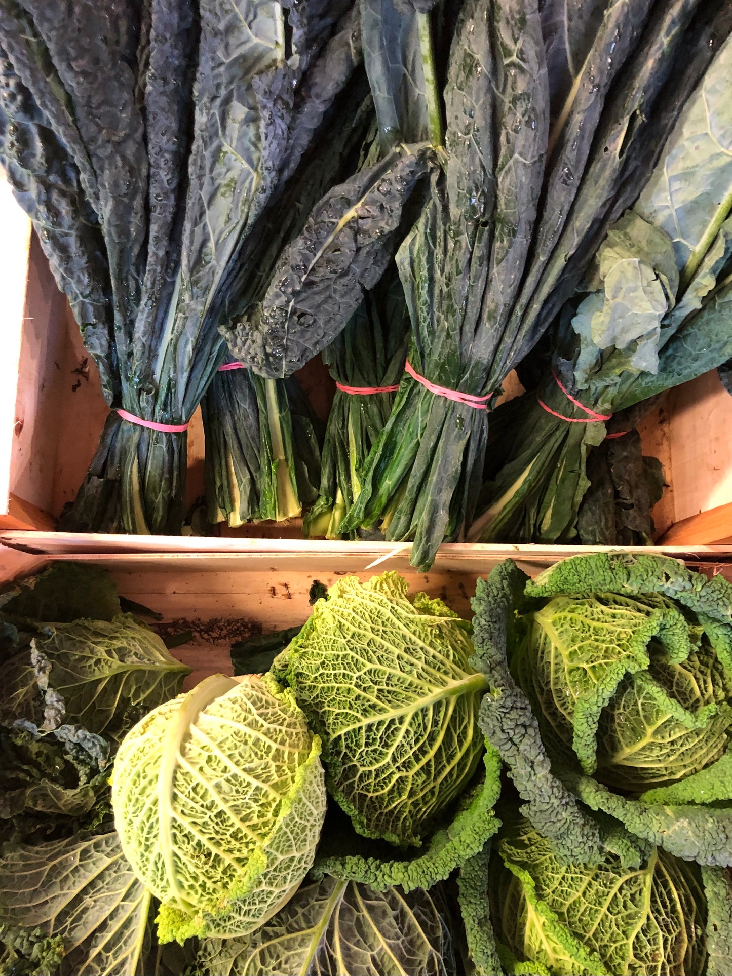 Cavolo nero