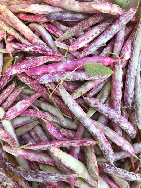 Fagioli borlotti