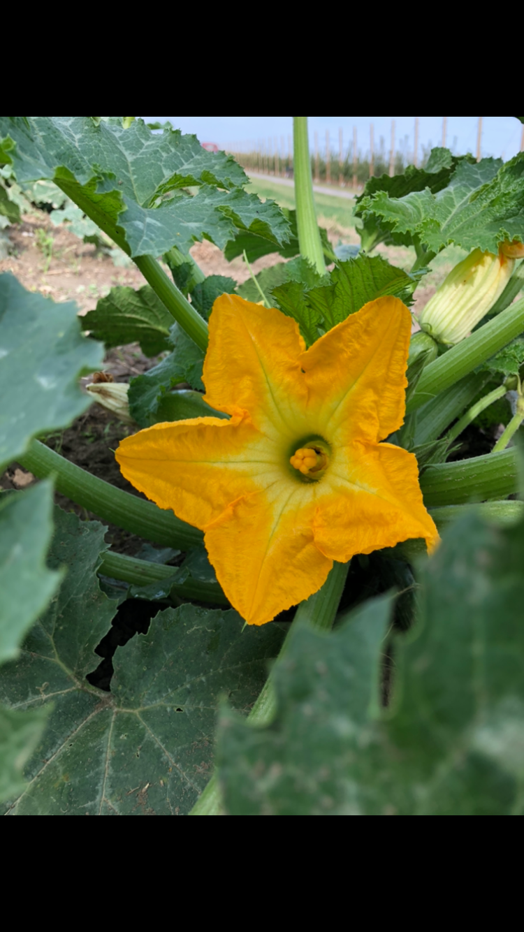 Fiori di Zucca