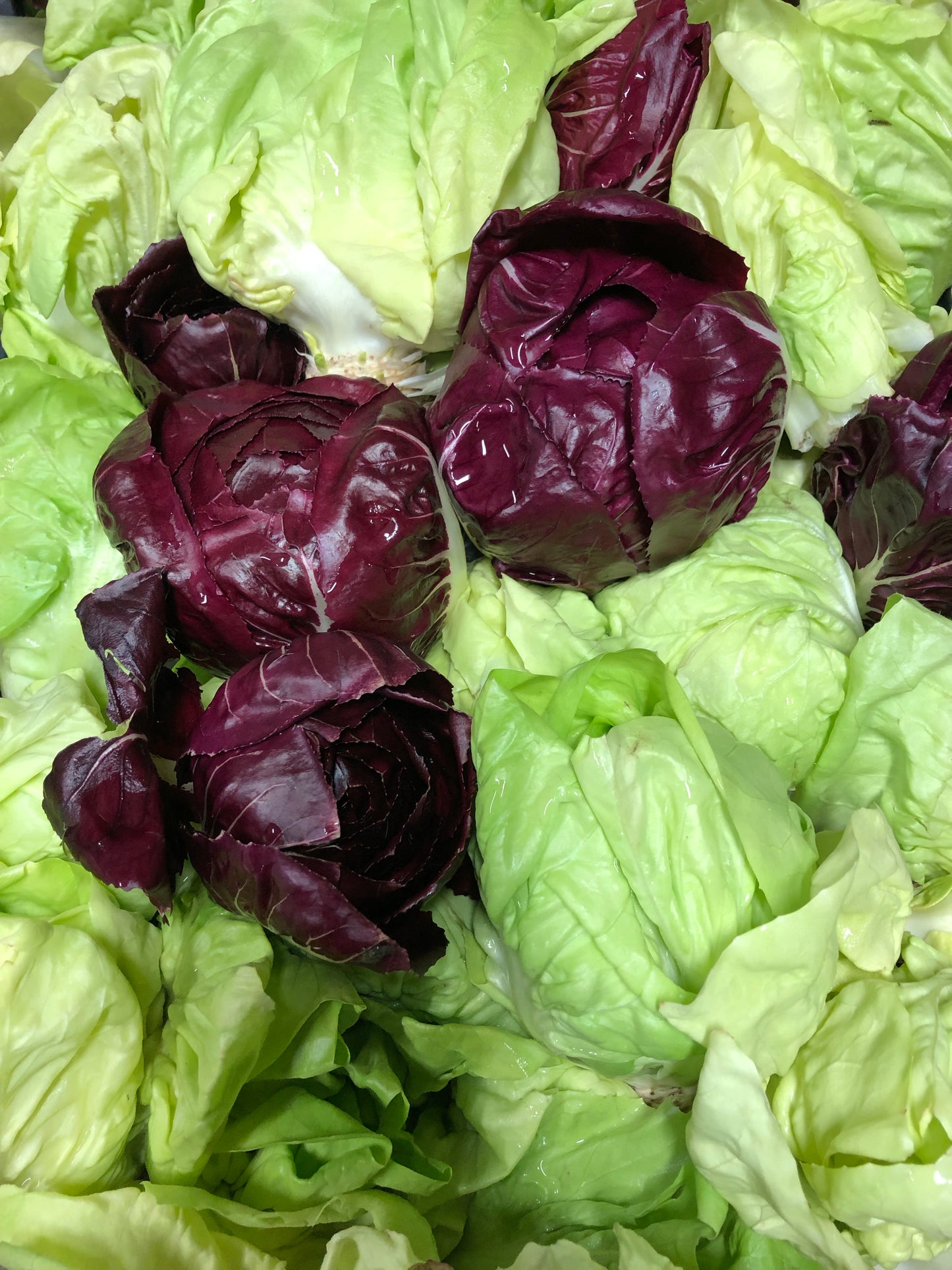 Radicchio di campo