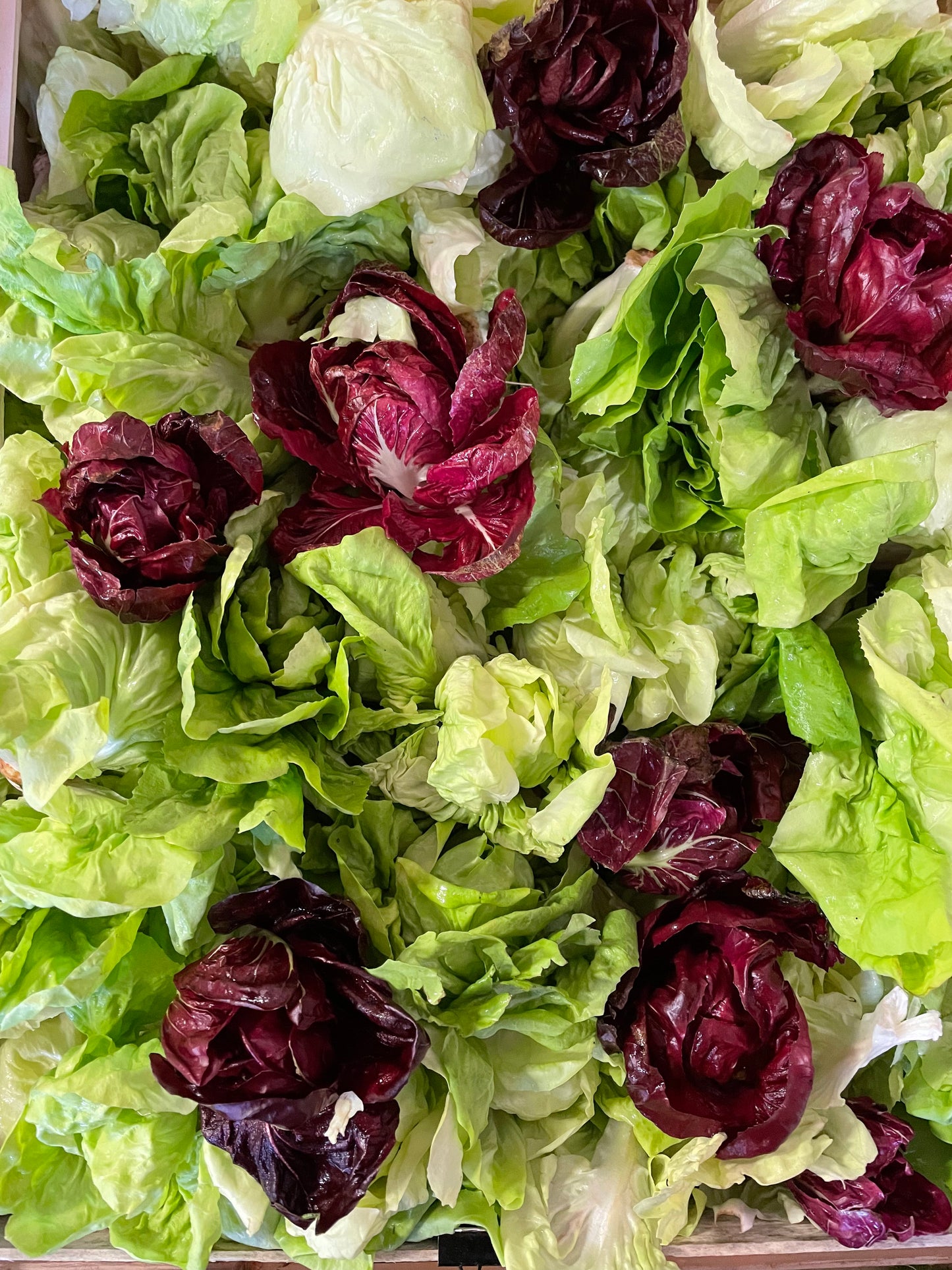 Radicchio di campo